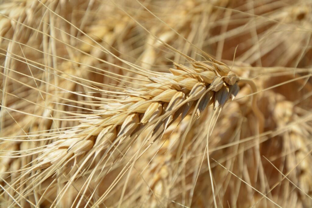 Everything You Need to Know About Wheat Seeds for a Successful Harvest