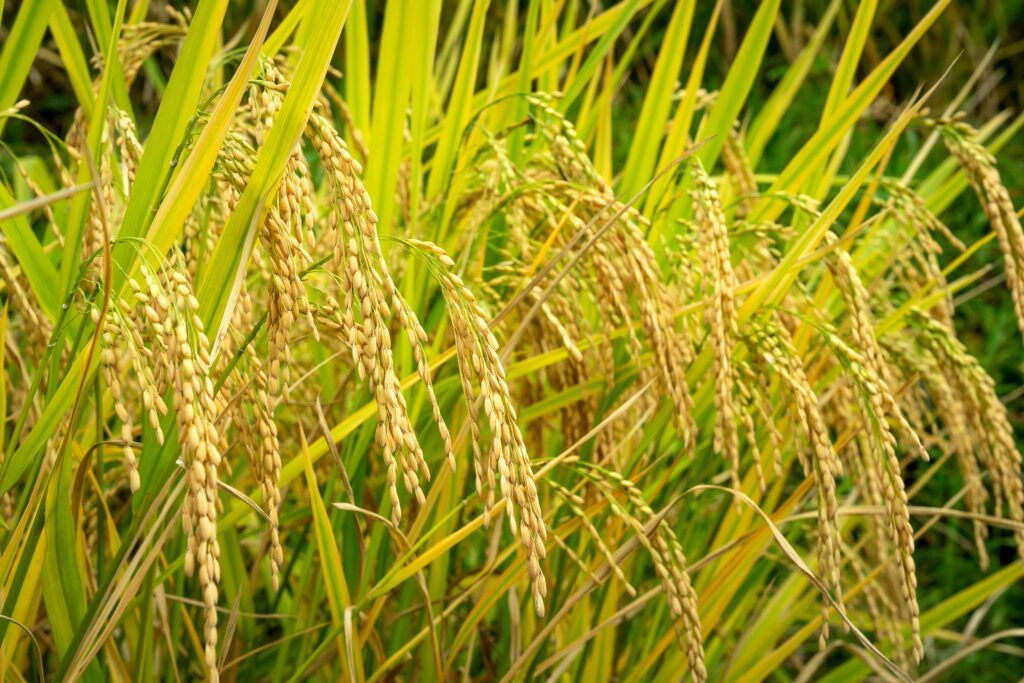 The Ultimate Guide to Choosing the Best Rice Seeds for Your Farm