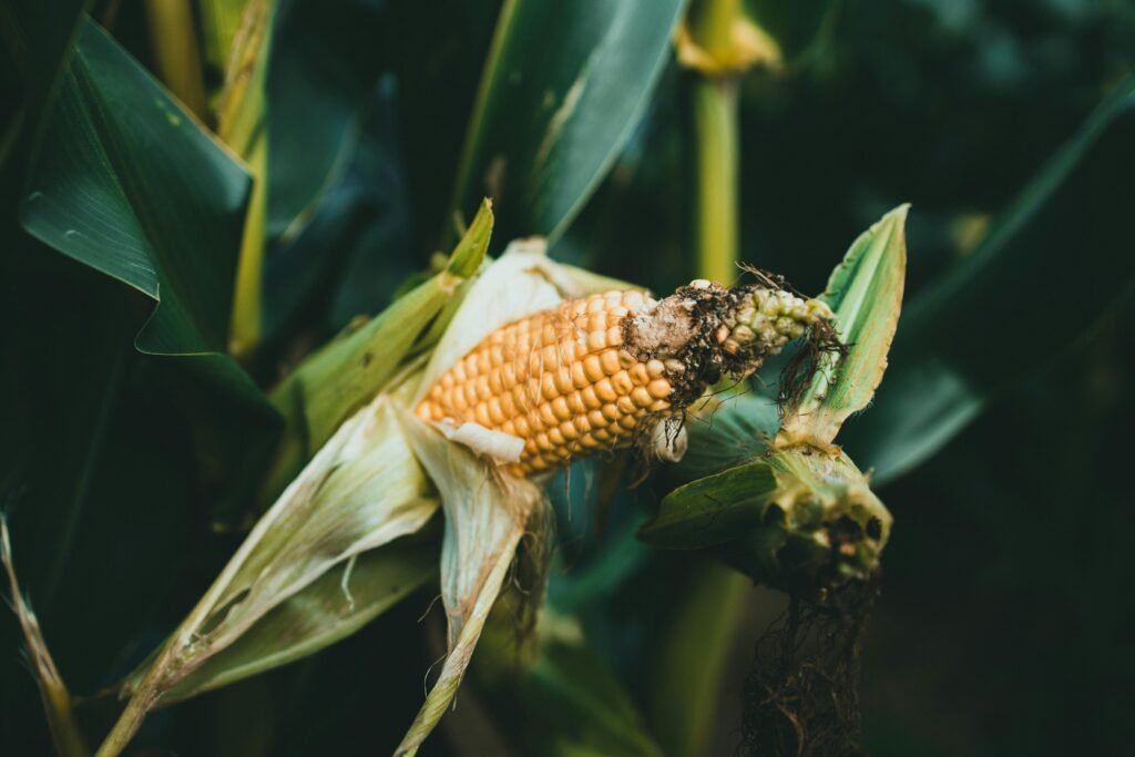 A Complete Guide to Choosing the Best Corn Seeds for Your Farm